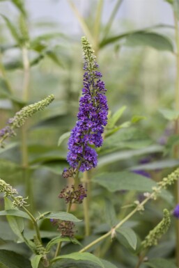 Buddleja davidii 'Empire Blue' buske 45-50 cm