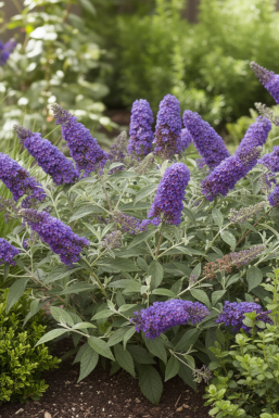 Buddleja davidii 'Free Petite Blue Heaven' struik 30-40 cm