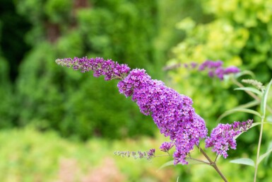 Buddleja davidii 'Ile de France' struik 40-60 cm