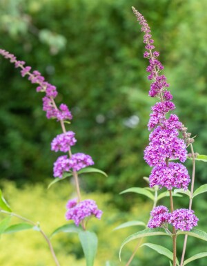 Buddleja davidii 'Ile de France' struik 100-125 cm