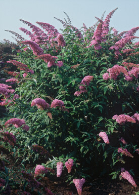 Buddleja davidii 'Pink Delight' struik 40-60 cm