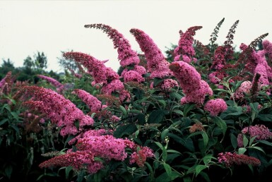 Buddleja davidii 'Pink Delight' struik 40-60 cm