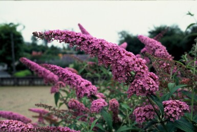 Buddleja davidii 'Pink Delight' struik 40-60 cm