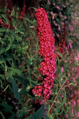 Buddleja davidii 'Royal Red' Strauch 40-60 cm