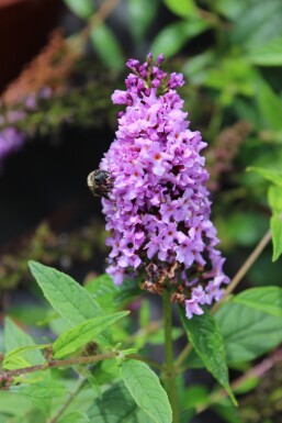 Buddleja 'Lilac Chip' struik 50-60 cm