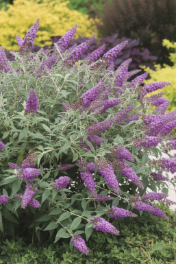 Buddleja 'Purple Chip' struik 30-40 cm
