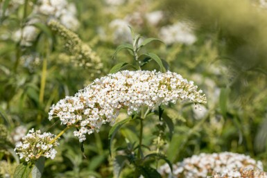 Buddleja 'White Chip' busk 40-50 cm
