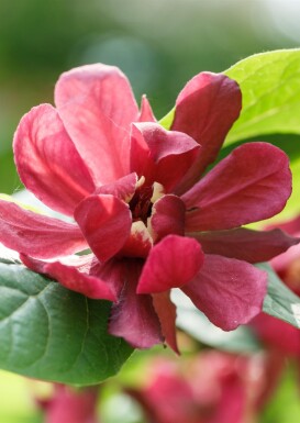 Calycanthus 'Aphrodite' struik 200-250 cm