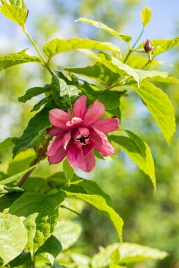 Calycanthus floridus busk 150-175 cm