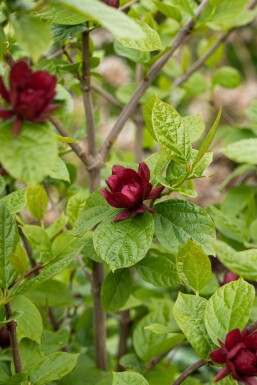 Calycanthus 'Hartlage Wine' busk 40-60 cm