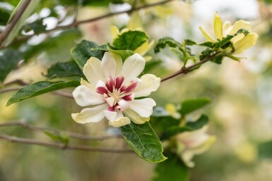 Calycanthus 'Venus' Strauch 60-80 cm