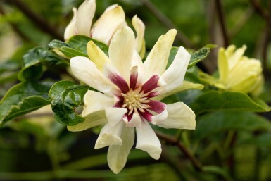 Calycanthus 'Venus' Strauch 60-80 cm