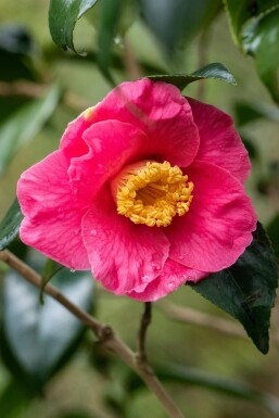 Camellia japonica 'Dr King' Strauch 100-125 cm