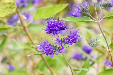 Caryopteris clandonensis 'Heavenly Blue' buske 30-40 cm