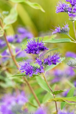 Caryopteris clandonensis 'Heavenly Blue' struik 40-60 cm