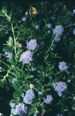 Ceanothus 'Blue Mound' buske 30-40 cm