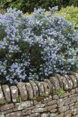 Ceanothus burkwoodii buske 60-80 cm