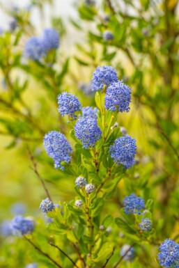 Ceanothus impressus 'Victoria' struik 25-30 cm