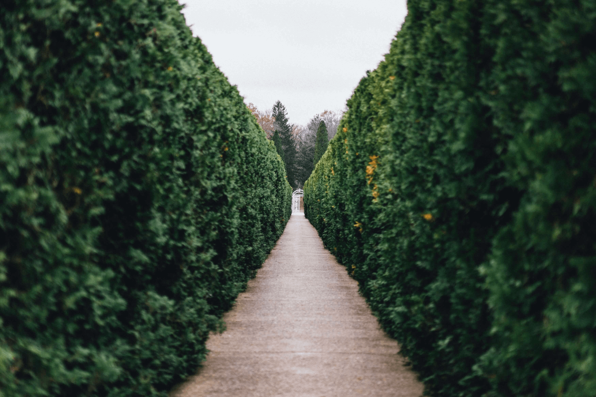 Les plantes de haies sont plus qu'un excellent moyen de clôturer votre jardin