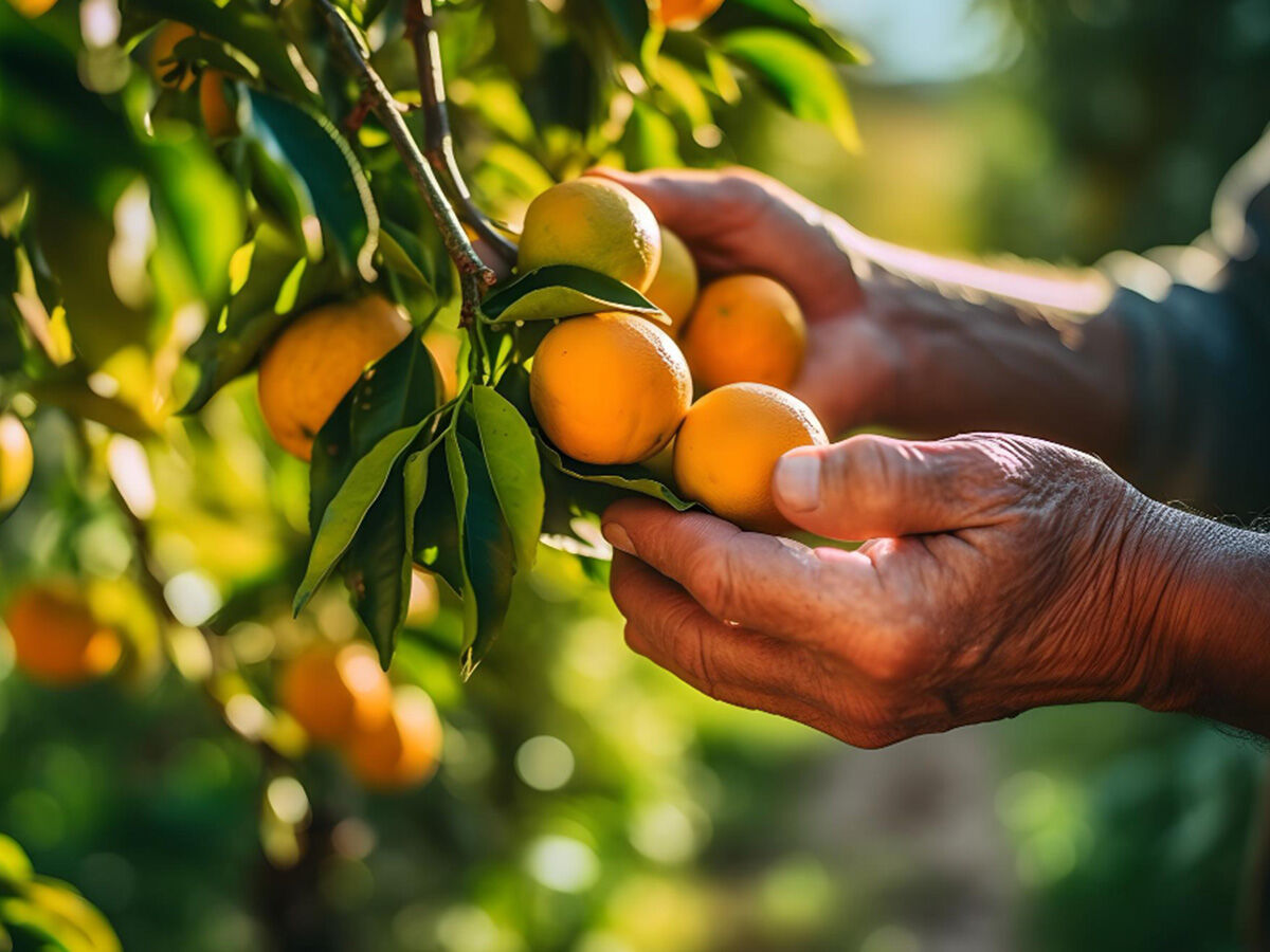 Stappenplan voor het aanplanten van tuinplanten, struiken en Mediterrane planten in de volle grond