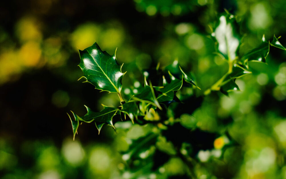 Haagplanten die bloeien: een prachtig gezicht