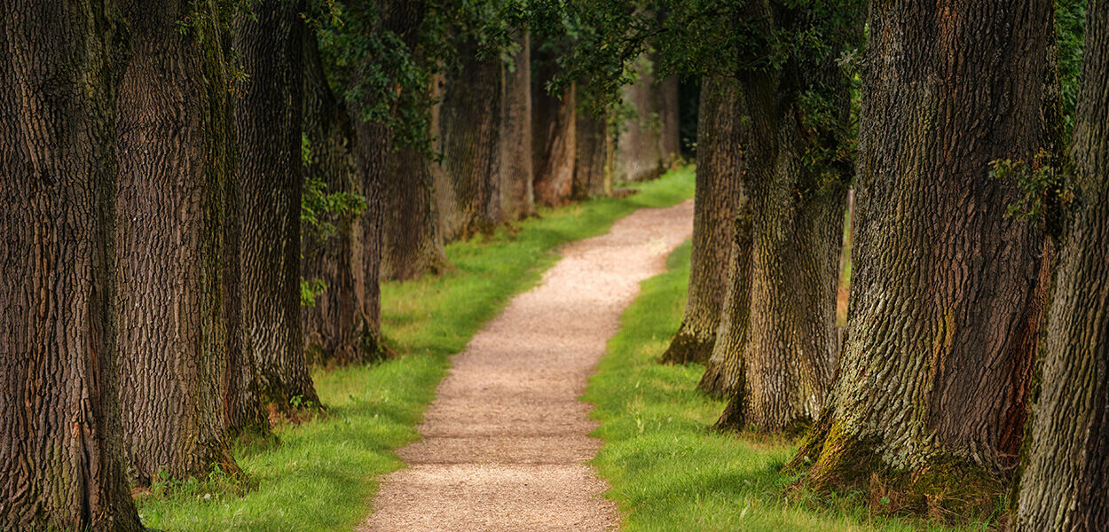 Stappenplan voor het aanplanten van bomen