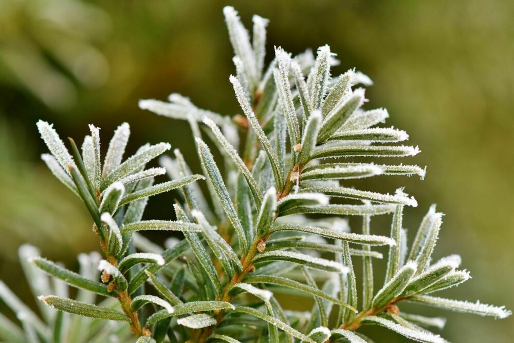 Kwetsbare tuinplanten beschermen bij vorst