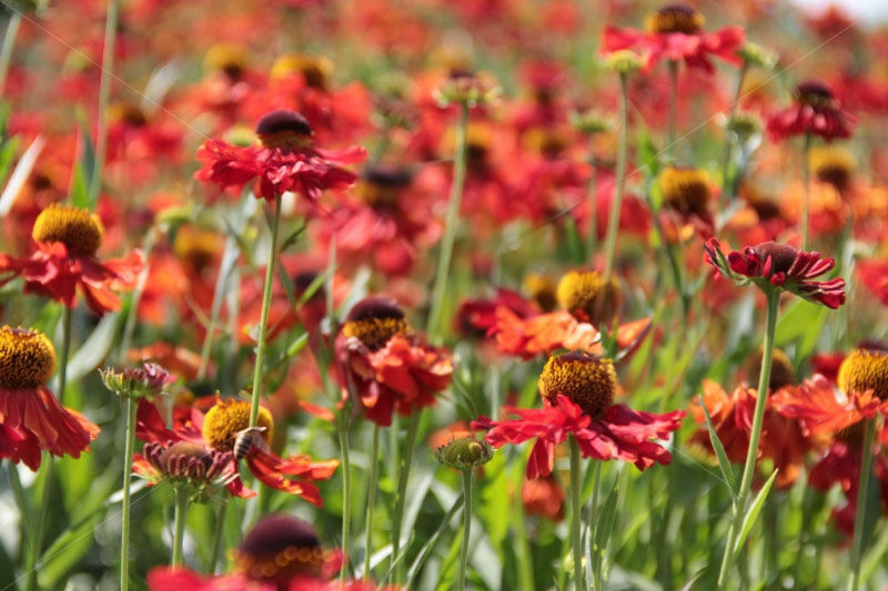 Vaste planten snoeien