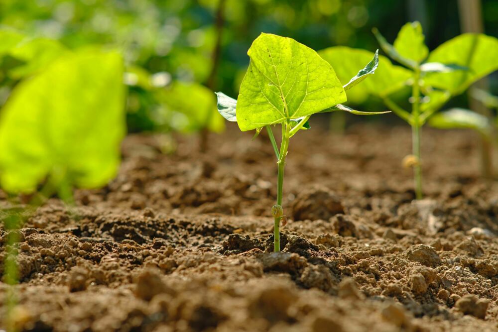 Wanneer kan ik mijn tuin aanplanten?