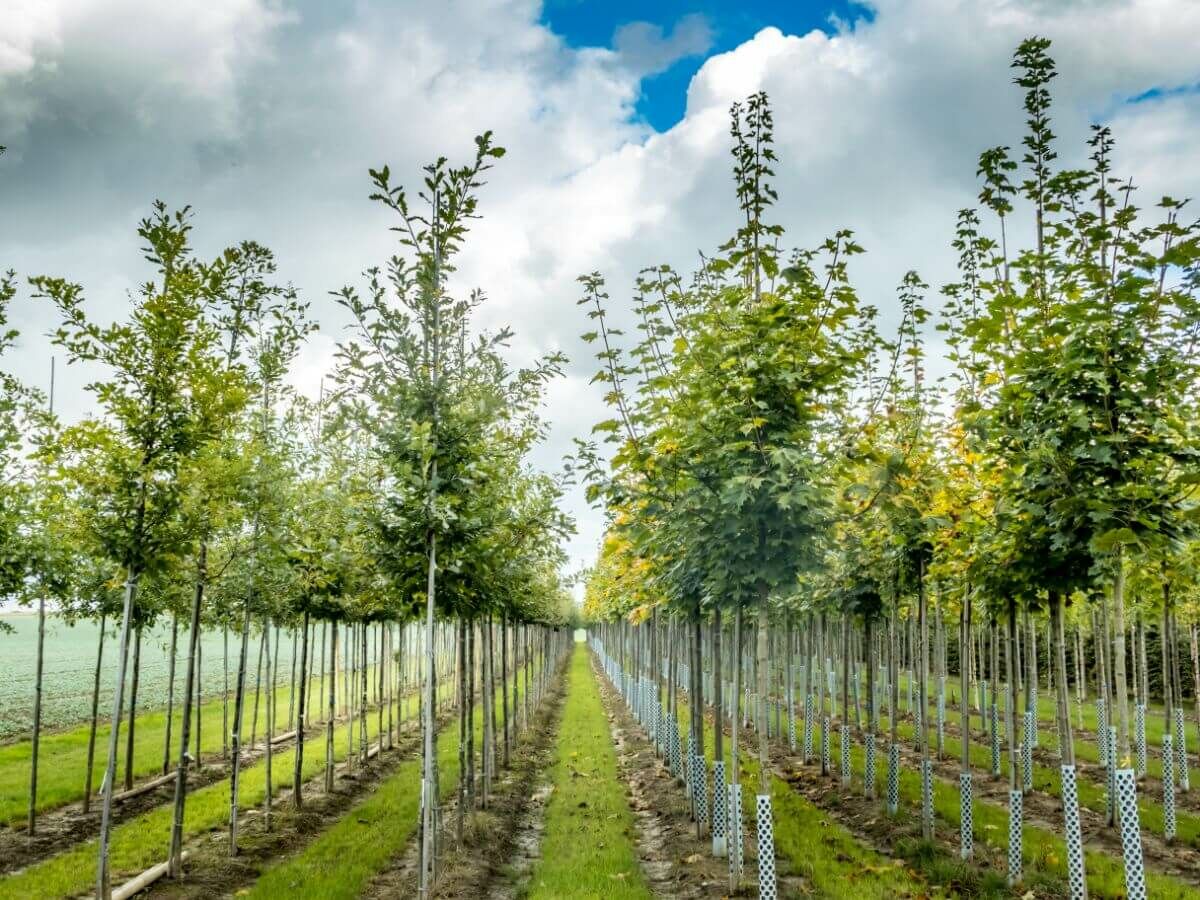 Stappenplan voor het aanplanten van bomen