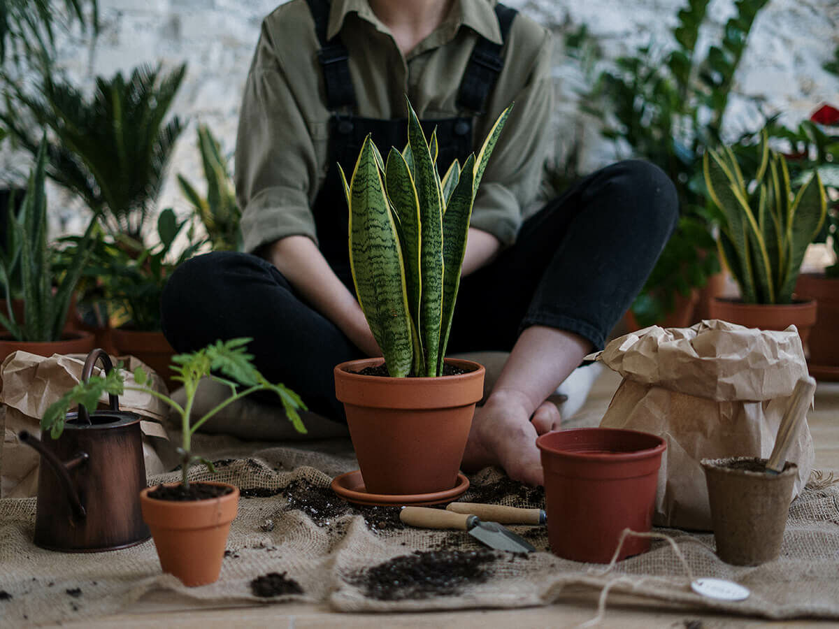 Stappenplan voor het aanplanten van terras- en balkonplanten en Mediterrane planten in pot