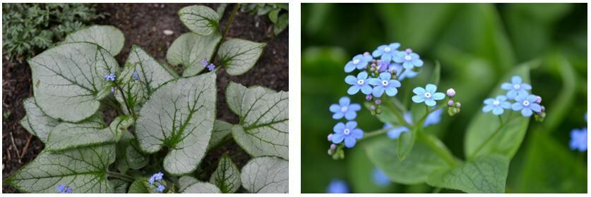 Schaduwrijke tuin opvrolijken