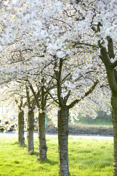 Arbres à fleurs