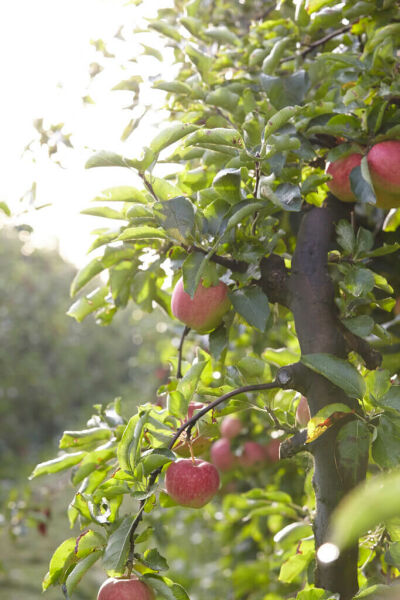 Obstbäume