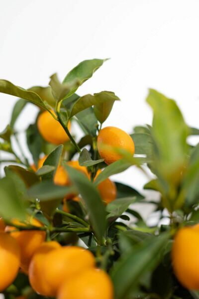 Kumquat