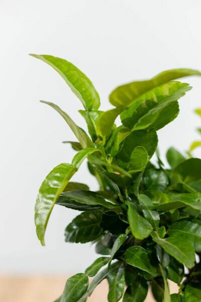 Kaffir lime