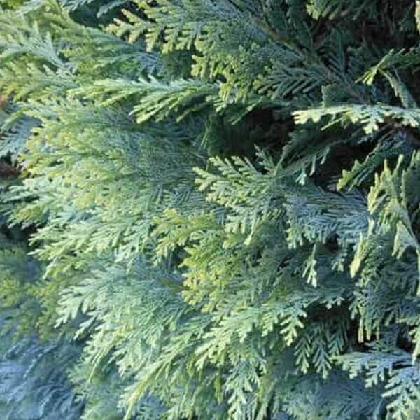 Cyprès de lawson 'Glauca'