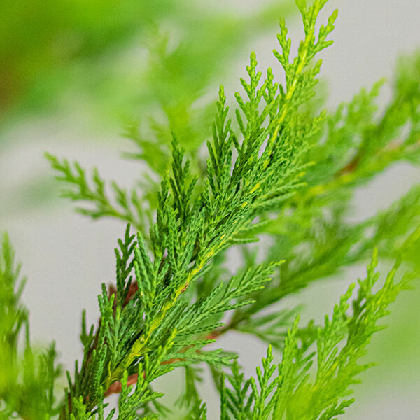 Leyland Cypress