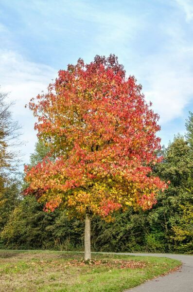 Hoogstam bomen