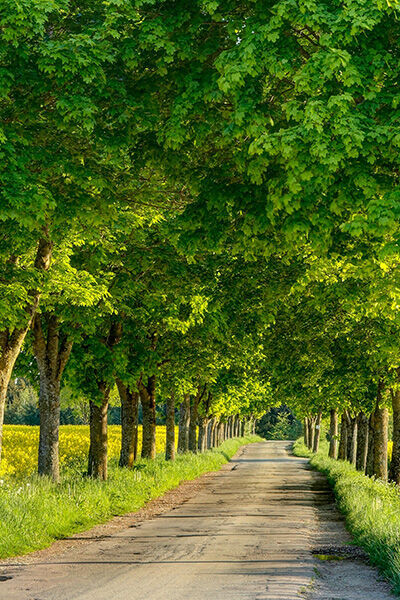 Laanbomen