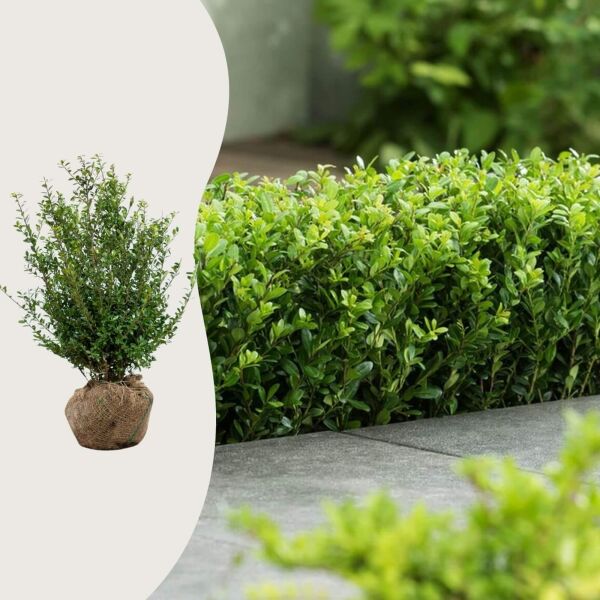 Ilex 'Caroline Upright'