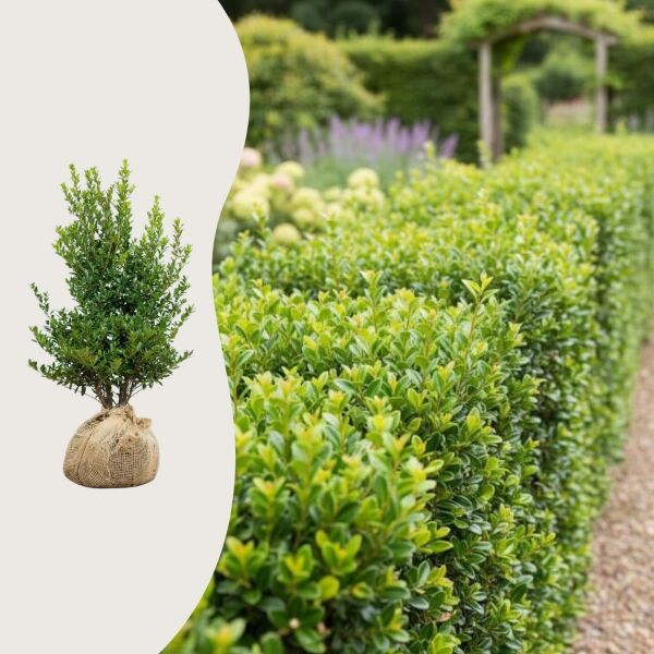 Ilex 'Kanehirae'