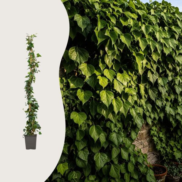 Hedera helix