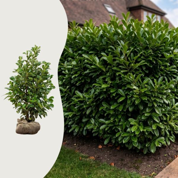 Kirschlorbeer ‘Etna’