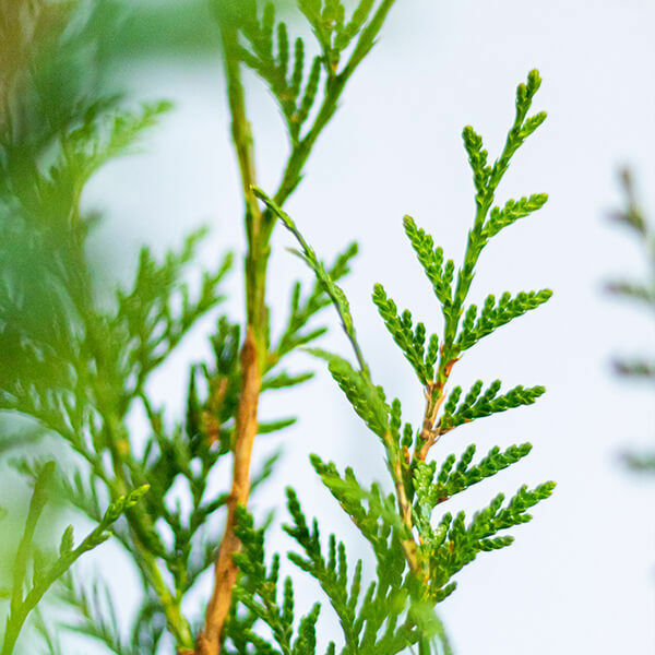 Thuja 'Atrovirens’